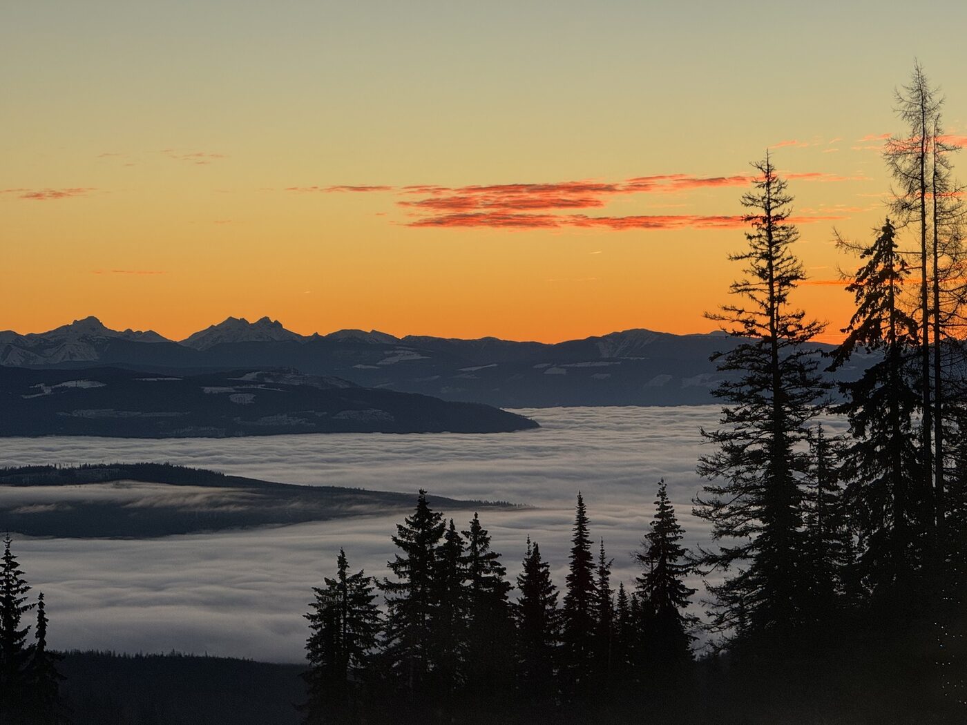 Sunrise over a sea of cloud filling the valley below SilverStar, seen through silhouetted pine trees