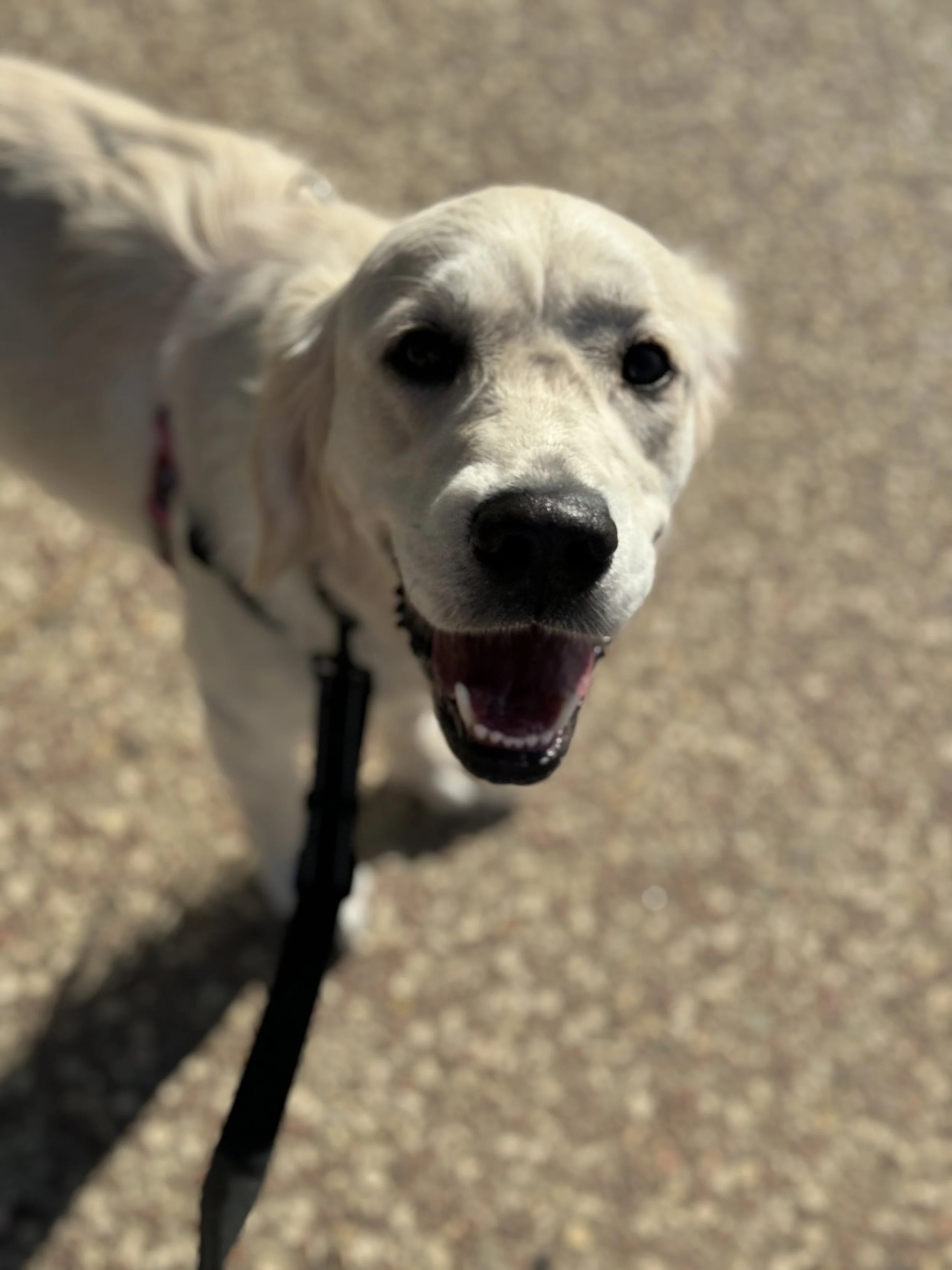 Cleo, one of the practice's therapy dogs in training