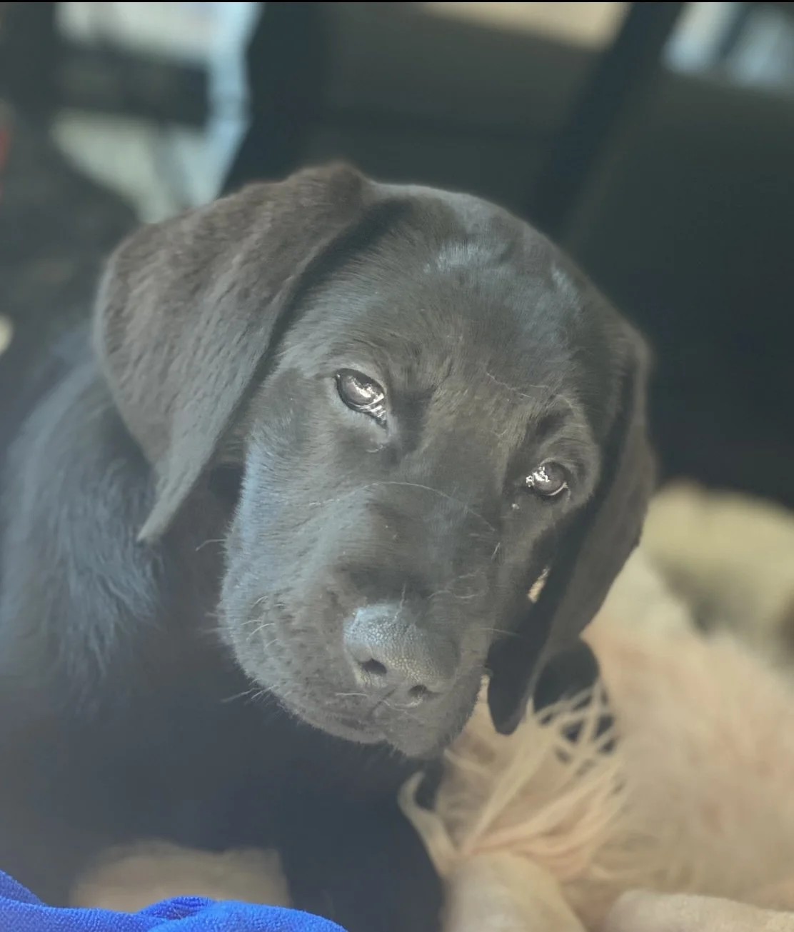 Macklemore, one of the practice's therapy dogs in training